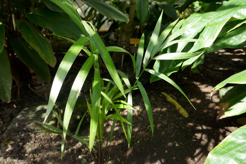 Sudan Raphia Palm