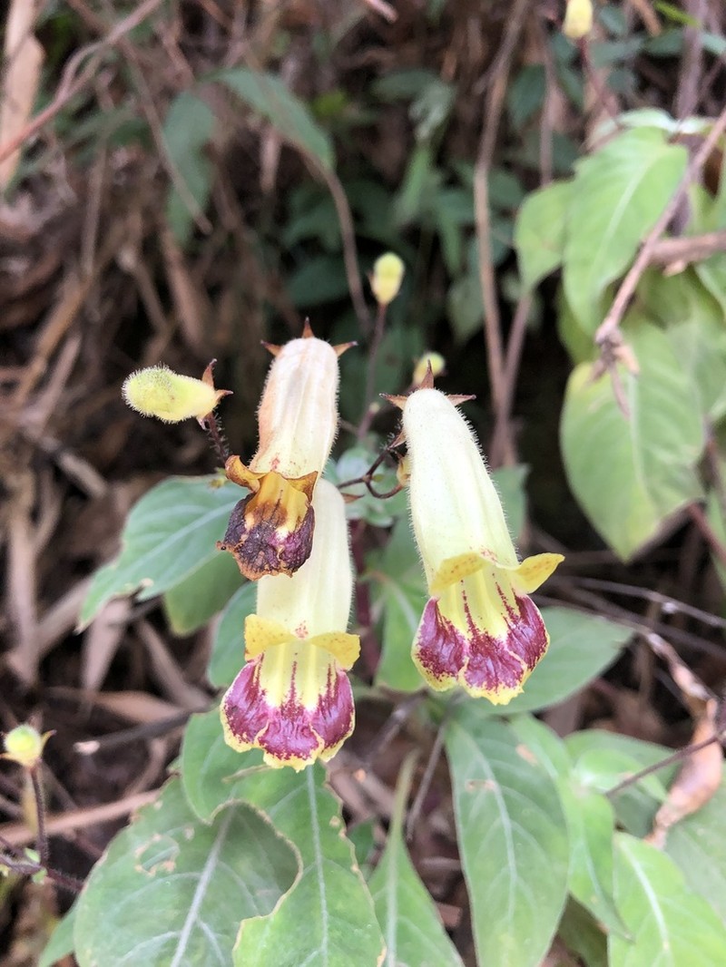 Raphiocarpus sinovietnamicus photo 2