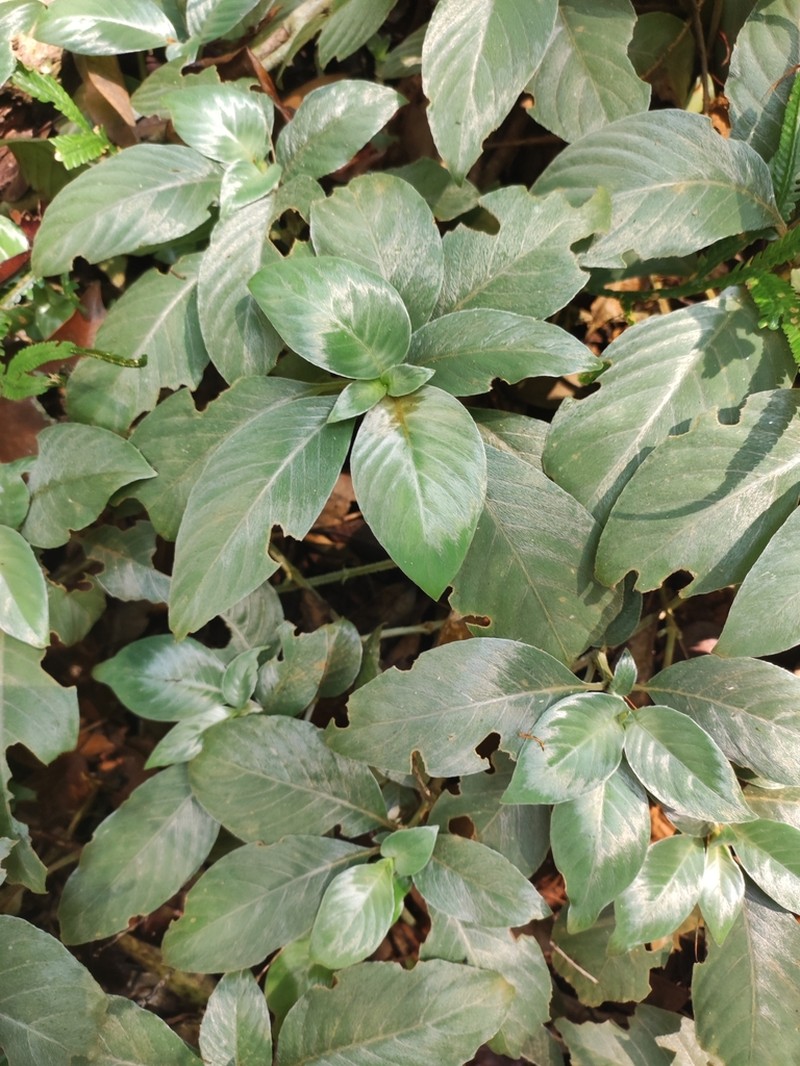 Raphiocarpus sinovietnamicus photo 3