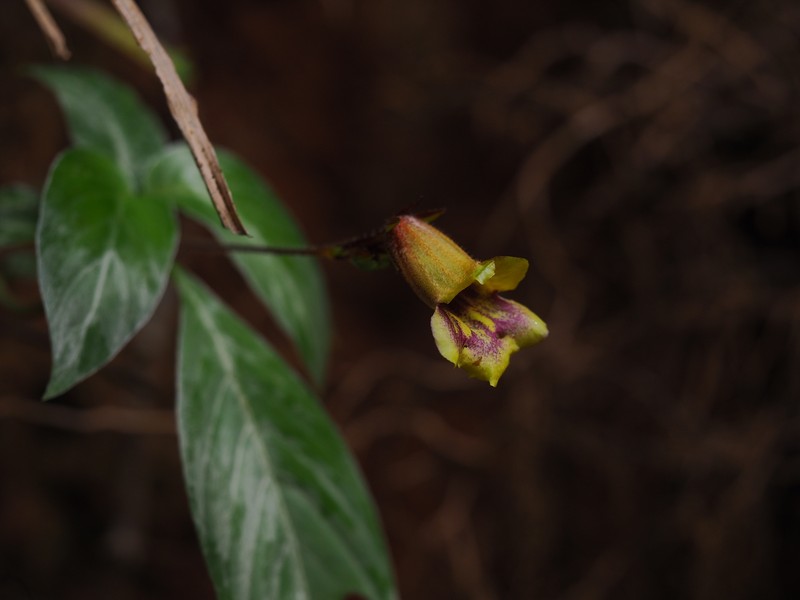 Raphiocarpus sinovietnamicus photo 4