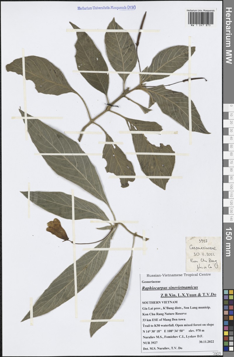 Raphiocarpus sinovietnamicus photo 6