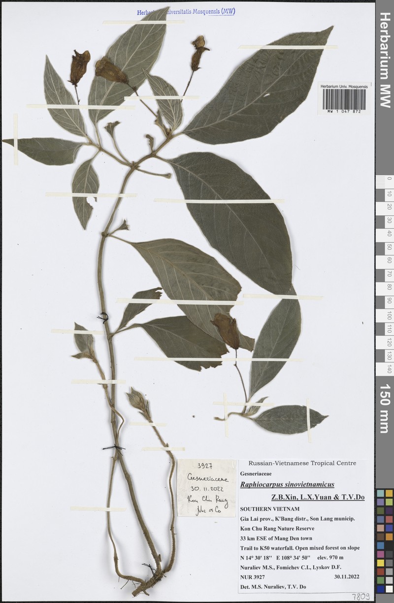Raphiocarpus sinovietnamicus photo 7