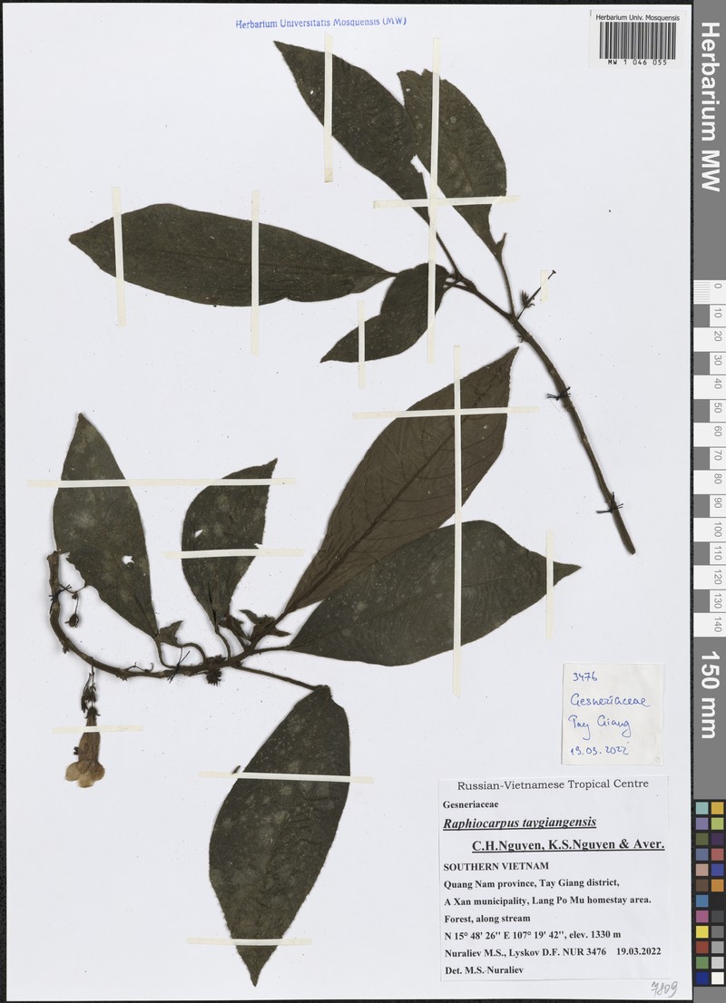 Raphiocarpus taygiangensis
