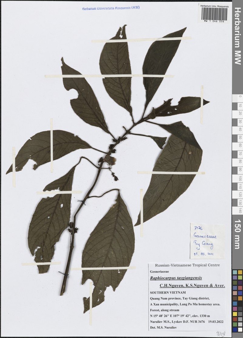 Raphiocarpus taygiangensis photo 2