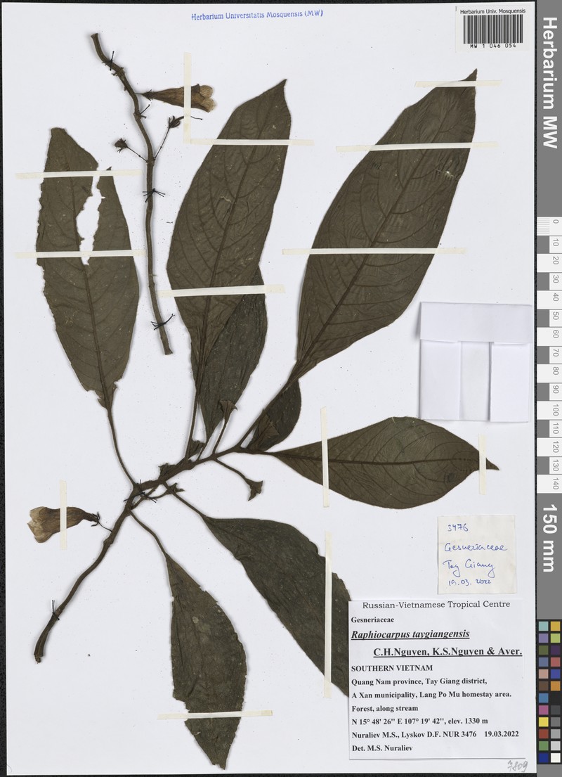 Raphiocarpus taygiangensis photo 3