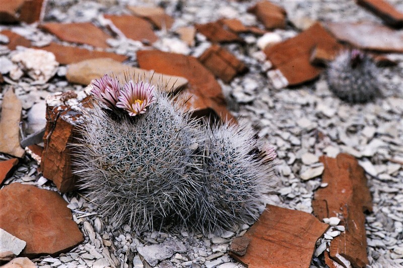 Rapicactus mandragora subsp. mandragora
