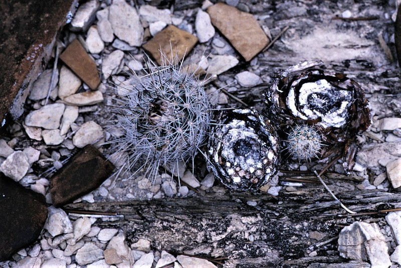 Rapicactus mandragora subsp. mandragora photo 2