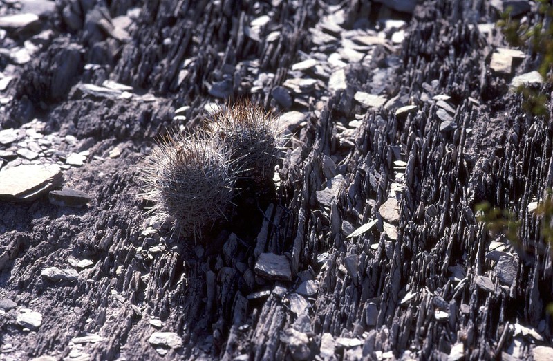 Rapicactus mandragora subsp. mandragora photo 3