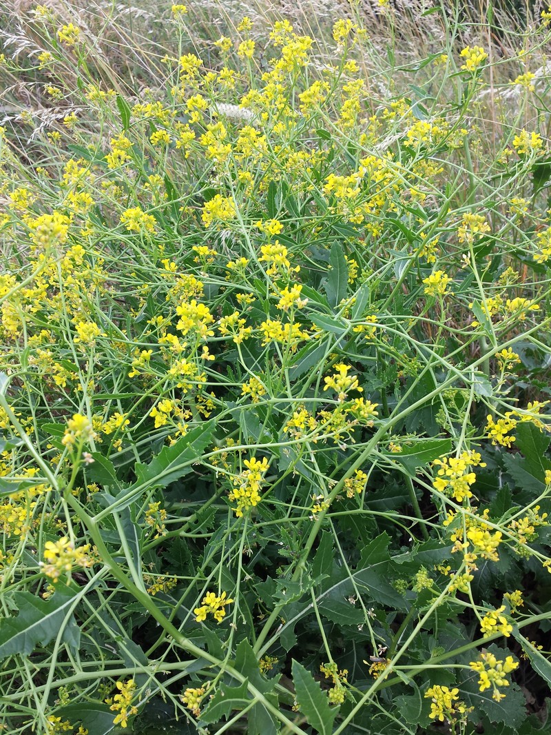Perennial Bastardcabbage photo 5