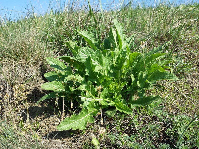 Perennial Bastardcabbage photo 6