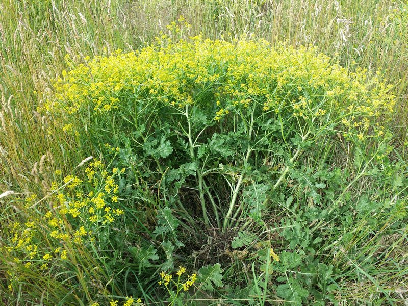 Perennial Bastardcabbage