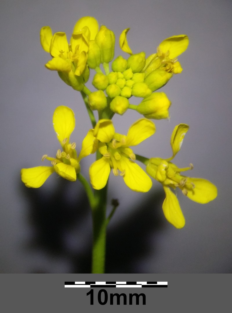 Perennial Bastardcabbage photo 3