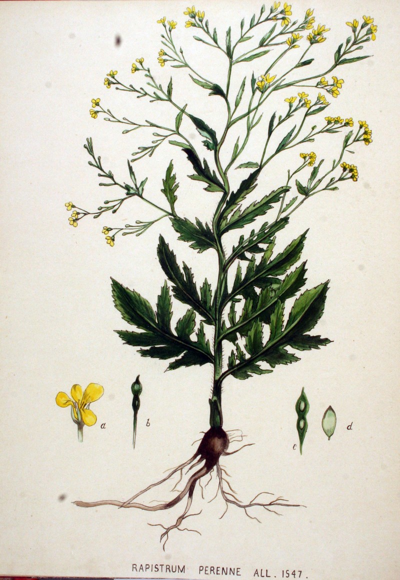 Perennial Bastardcabbage photo 4