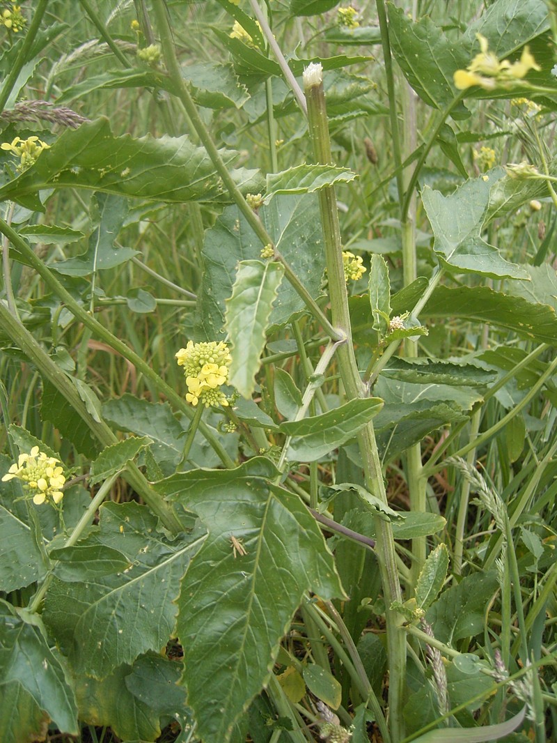 Annual Bastardcabbage