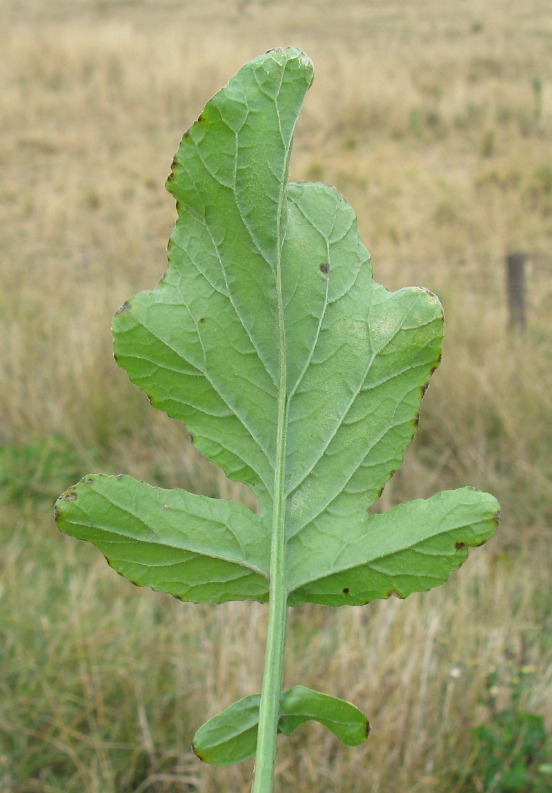 Annual Bastardcabbage photo 5