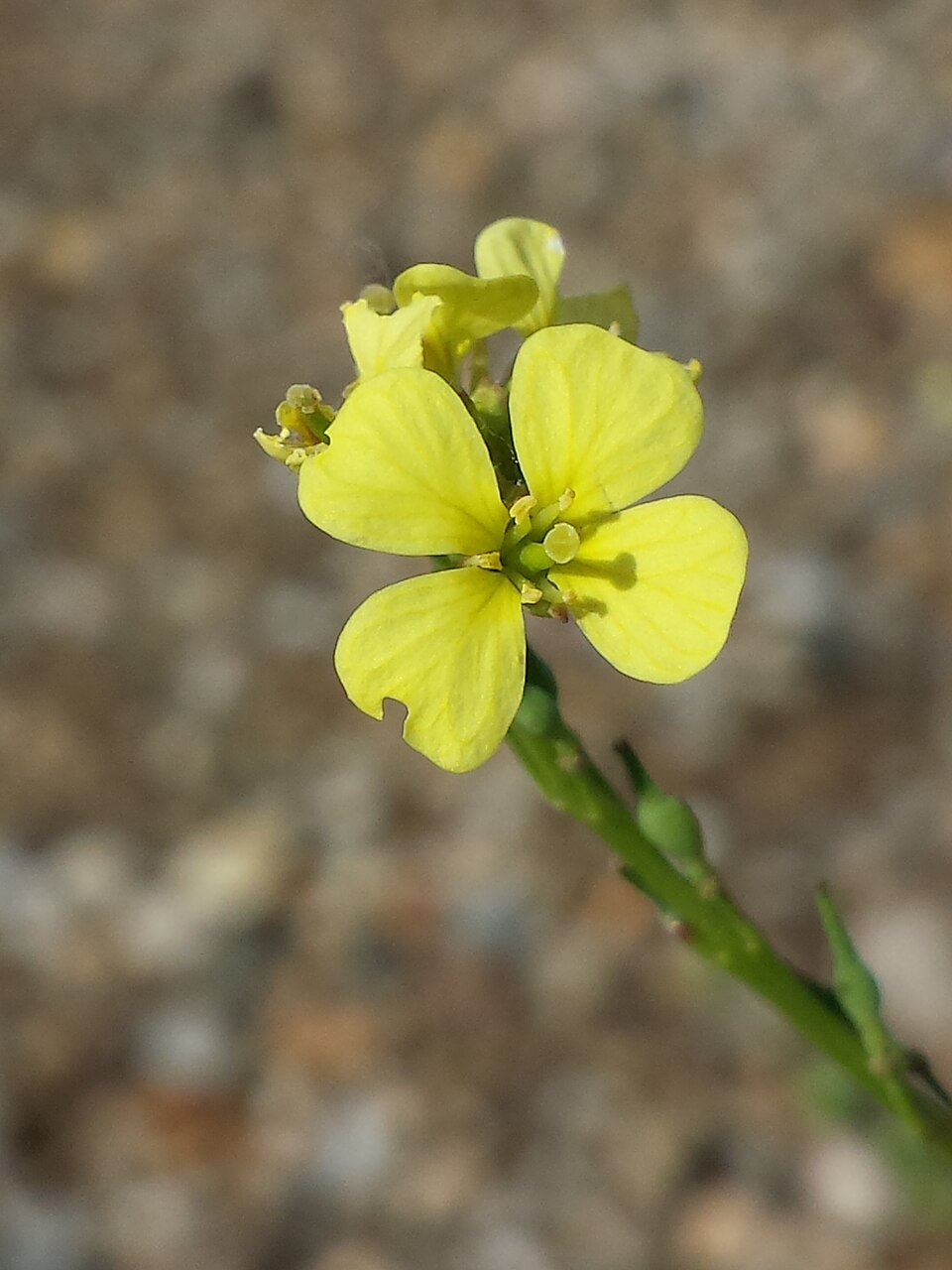 Annual Bastardcabbage photo 6