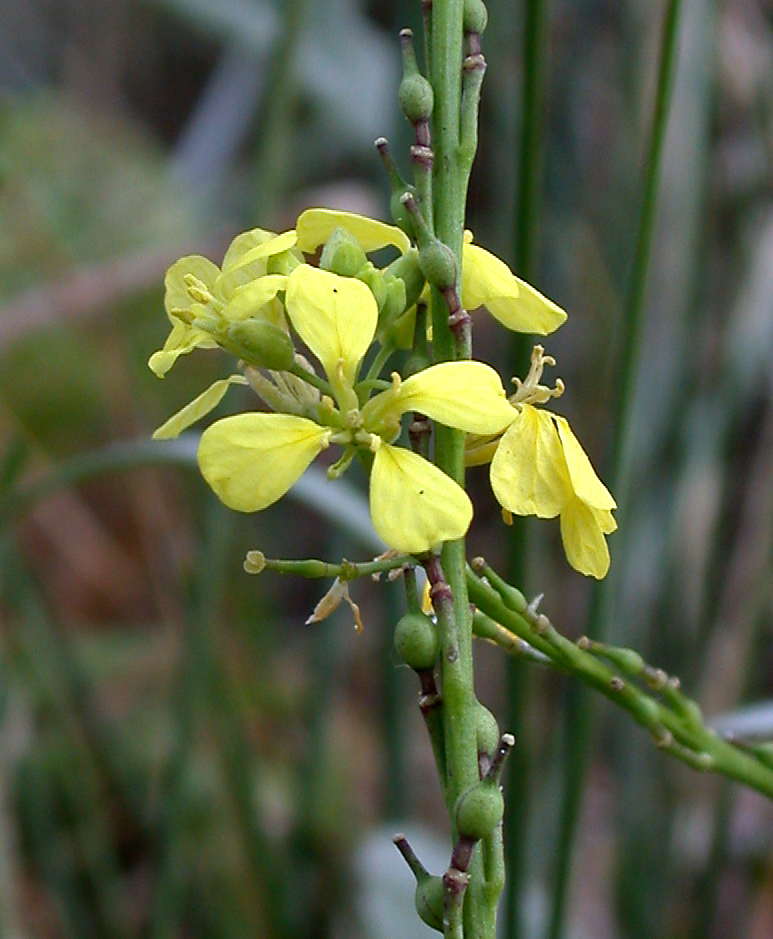 Annual Bastardcabbage photo 7
