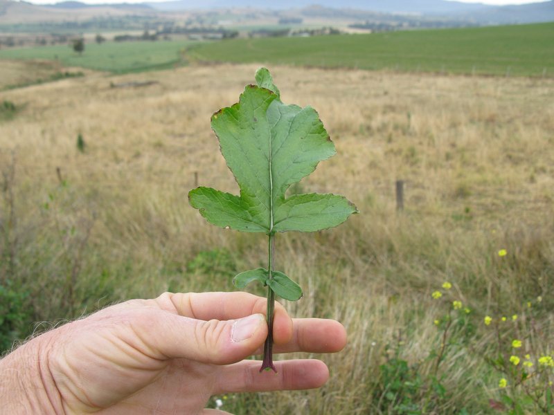 Annual Bastardcabbage photo 8