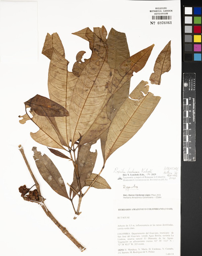 Raputia lindosana