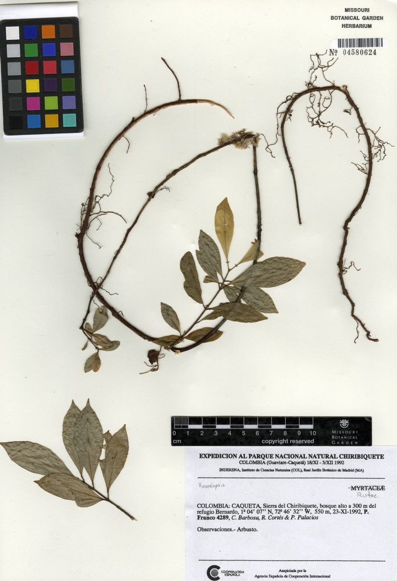 Raputia lindosana photo 2