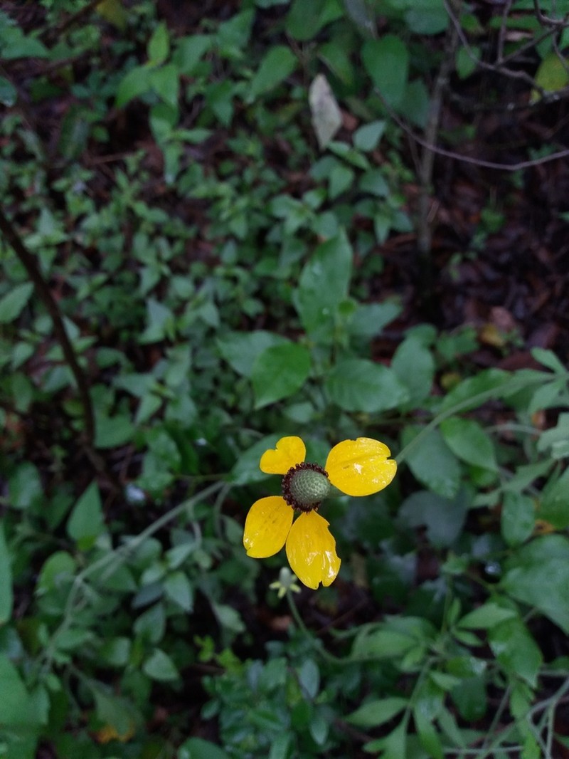 Ratibida coahuilensis photo 3