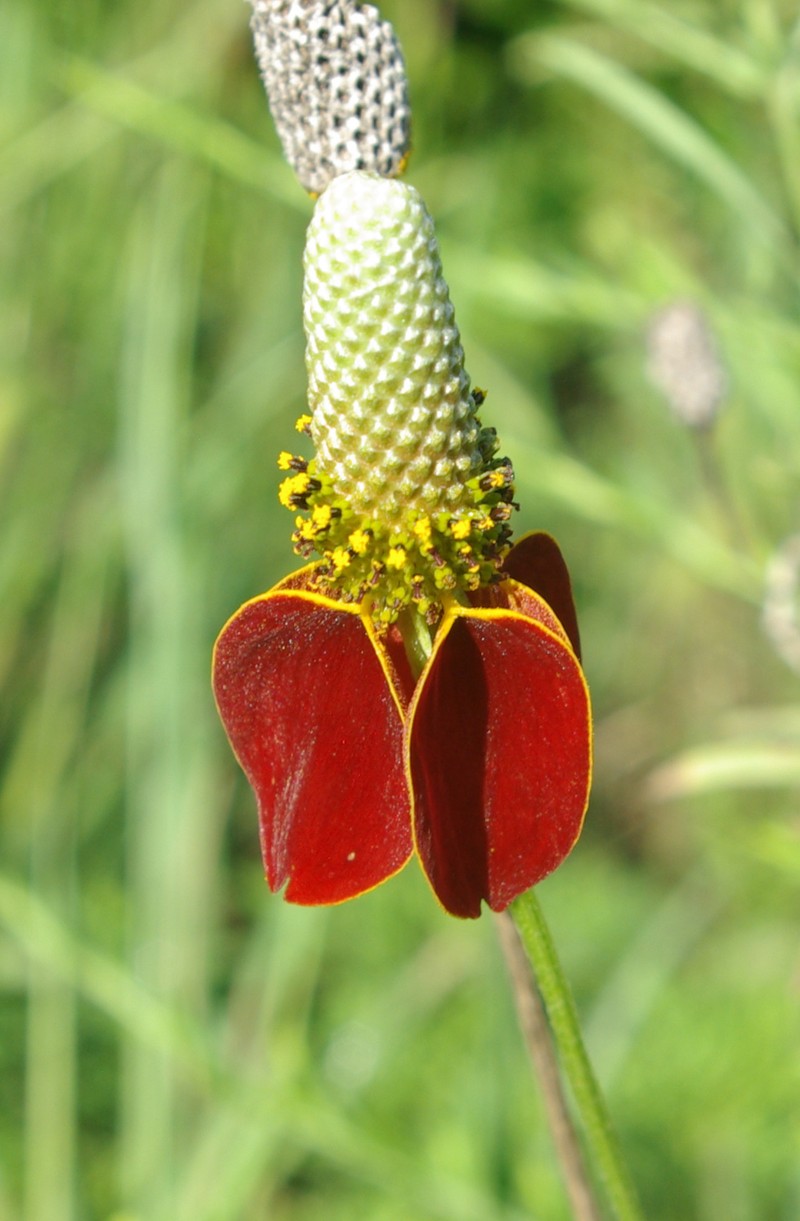 Upright Prairie Coneflower photo 5