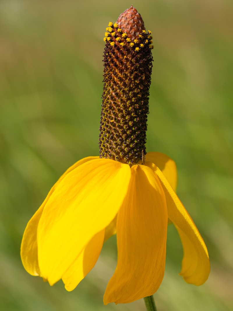 Upright Prairie Coneflower photo 6