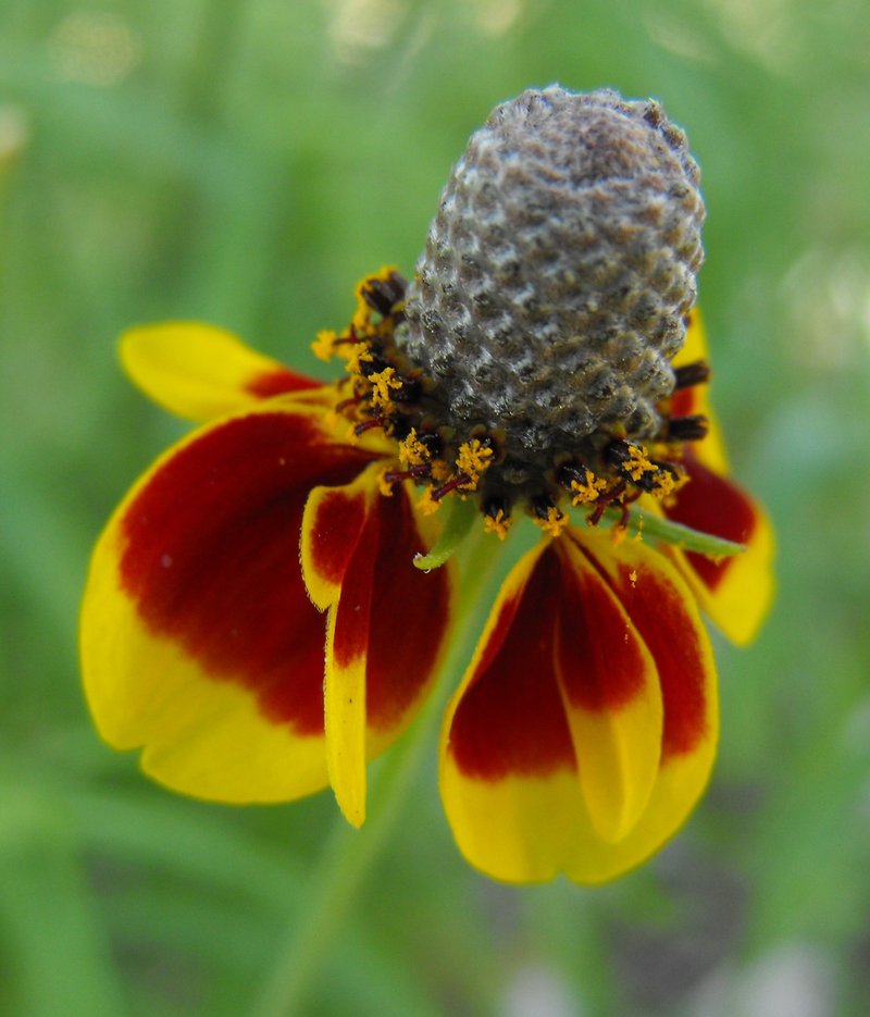 Upright Prairie Coneflower