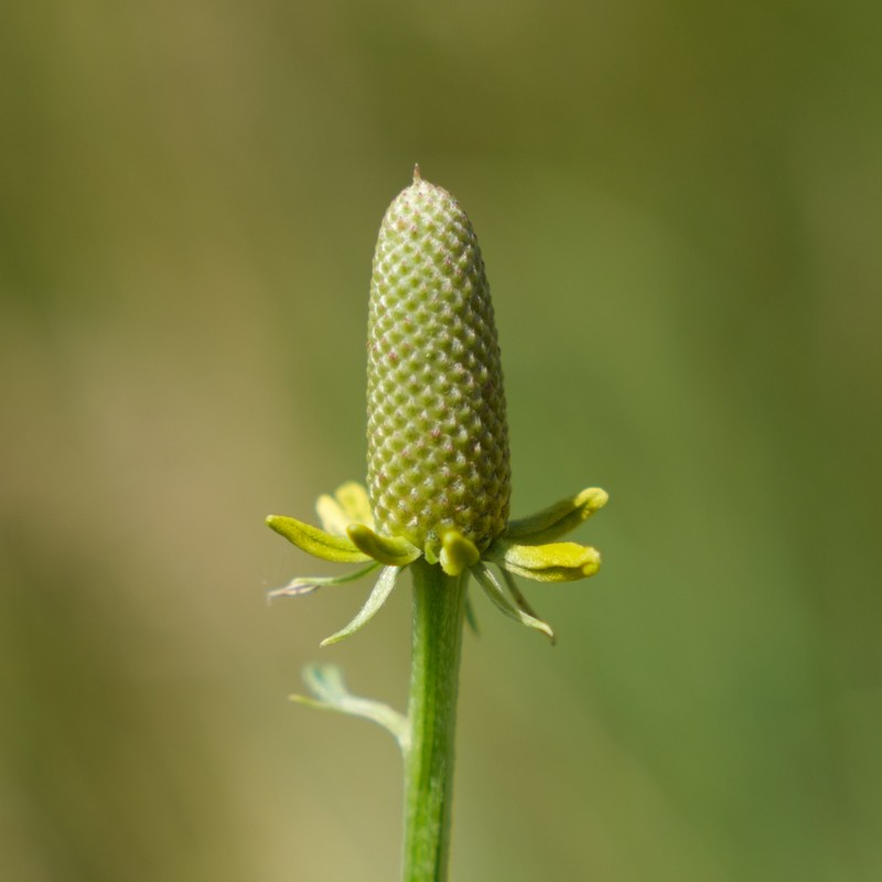 Upright Prairie Coneflower photo 2