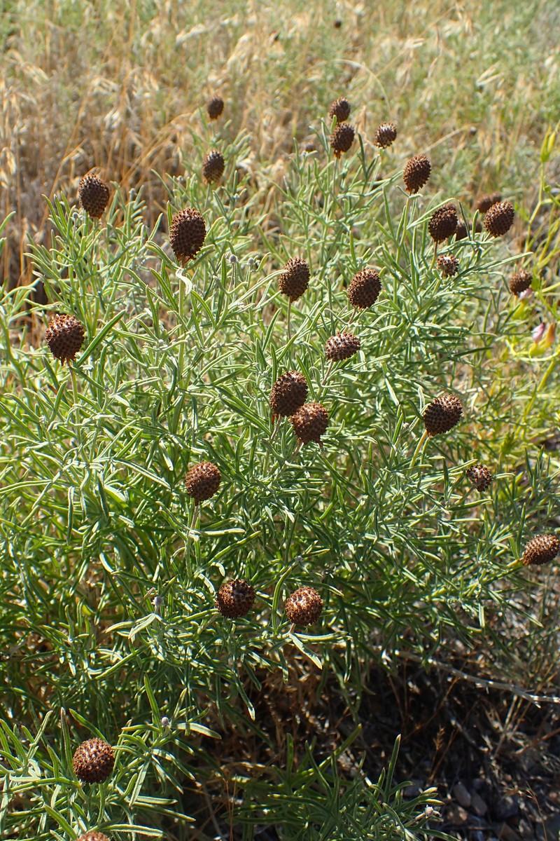 Upright Prairie Coneflower photo 3