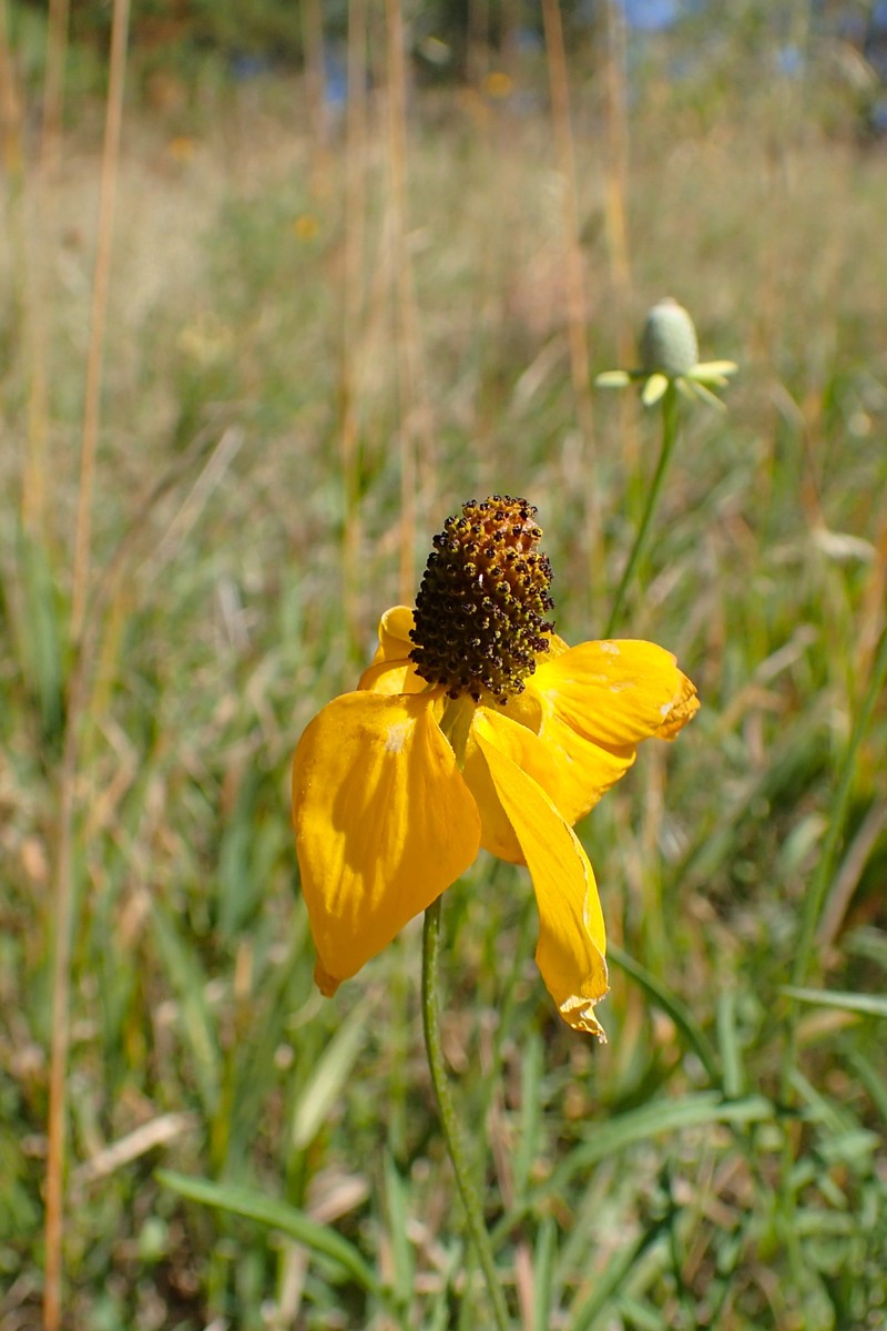 Upright Prairie Coneflower photo 4