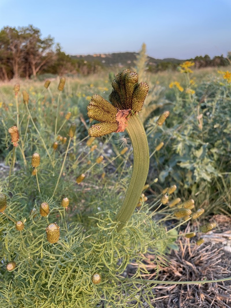 Upright Prairie Coneflower photo 2