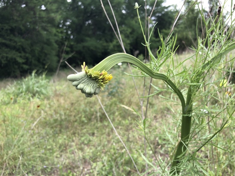 Upright Prairie Coneflower photo 3