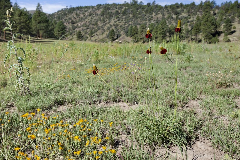 Upright Prairie Coneflower photo 4