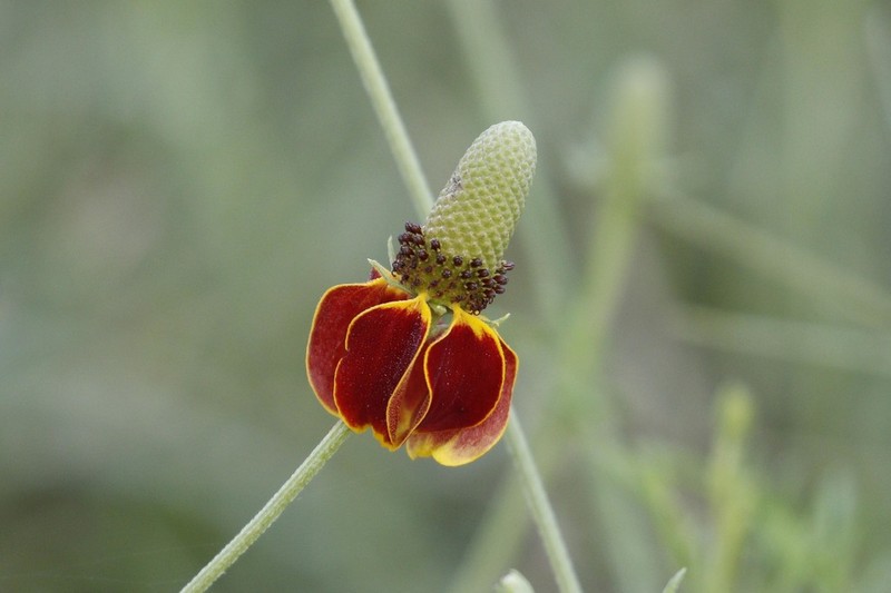 Upright Prairie Coneflower photo 5