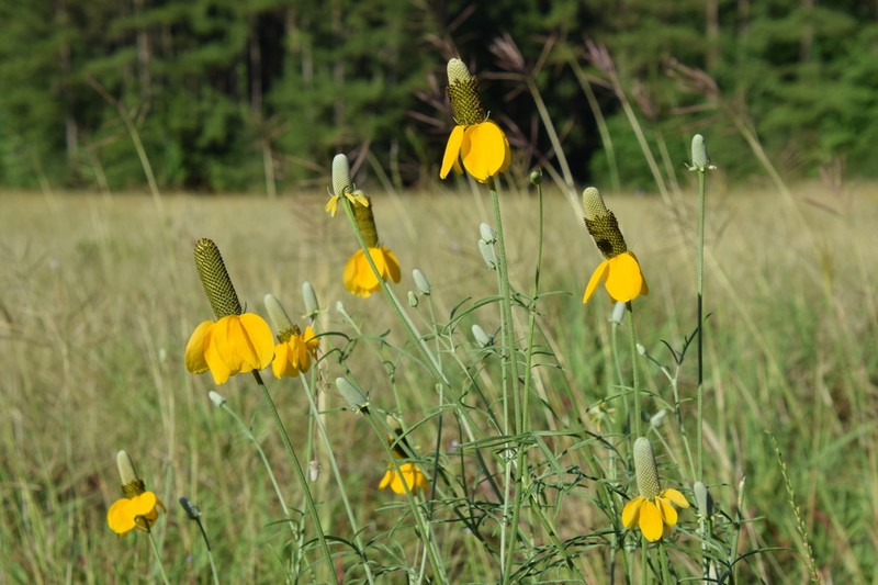 Upright Prairie Coneflower photo 6