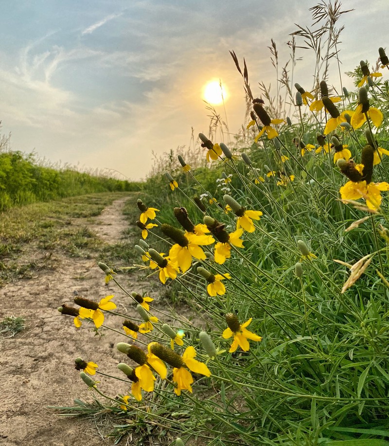 Upright Prairie Coneflower photo 7