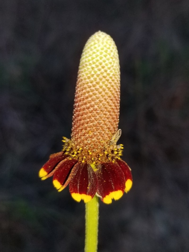 Naked Mexicanhat photo 5