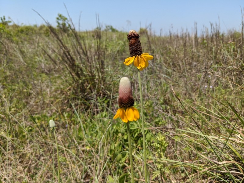 Naked Mexicanhat photo 8