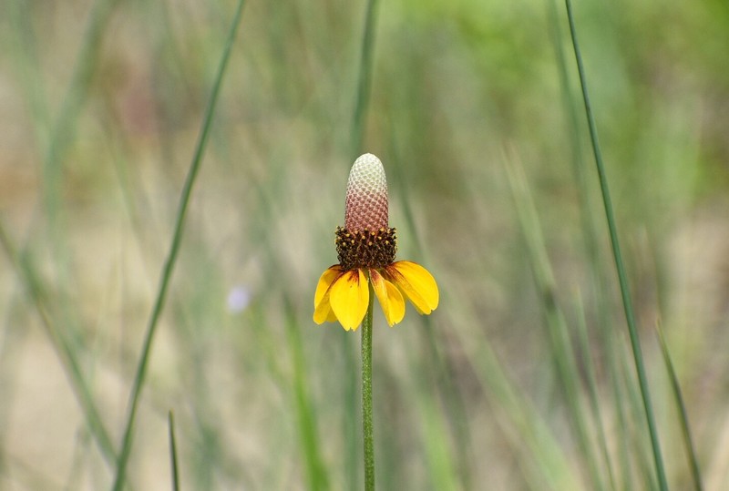 Ratibida peduncularis var. peduncularis