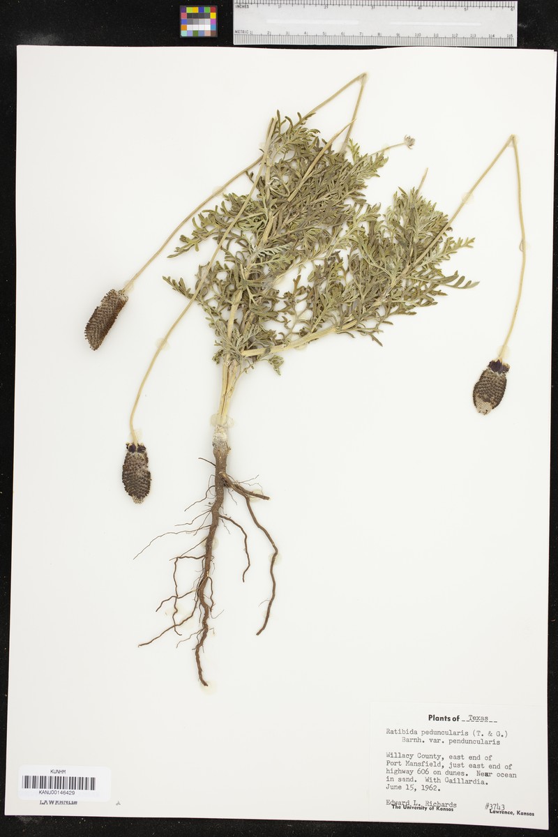 Ratibida peduncularis var. peduncularis photo 2