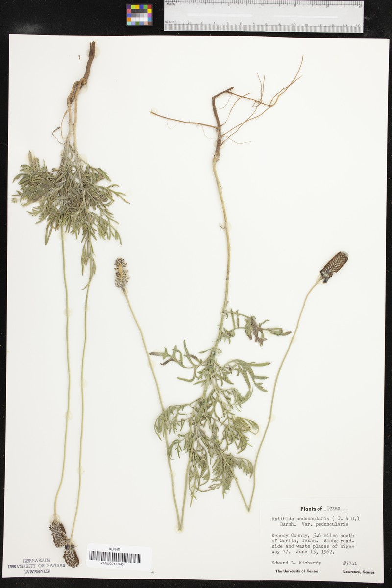 Ratibida peduncularis var. peduncularis photo 3