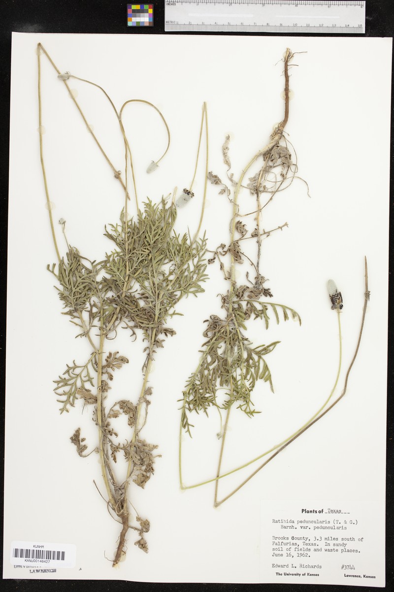 Ratibida peduncularis var. peduncularis photo 4