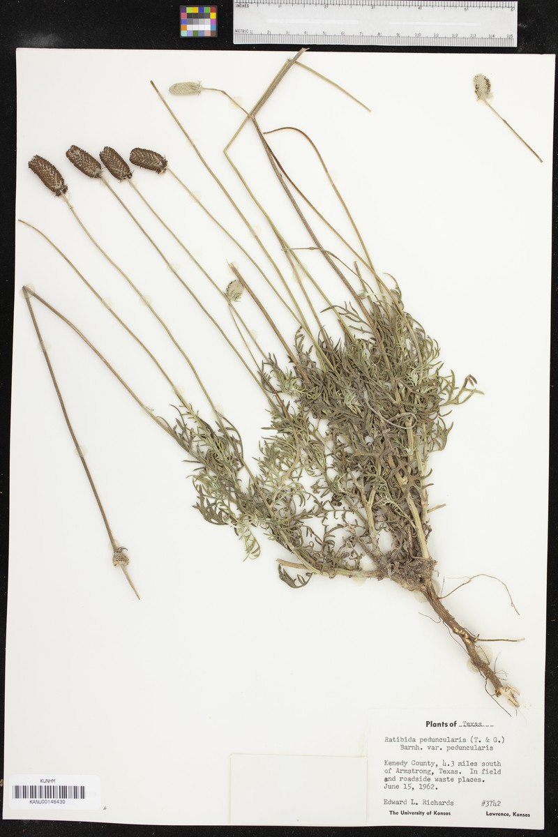 Ratibida peduncularis var. peduncularis photo 5