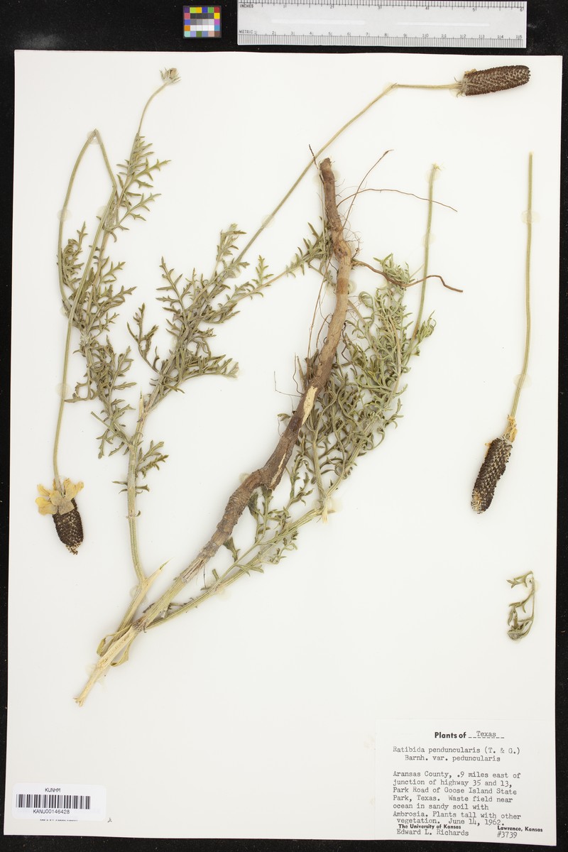 Ratibida peduncularis var. peduncularis photo 6