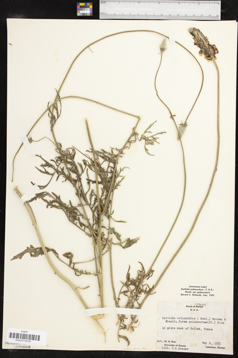 Ratibida peduncularis var. peduncularis photo 7