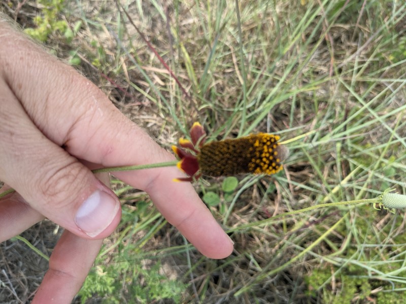 Ratibida peduncularis var. picta photo 2