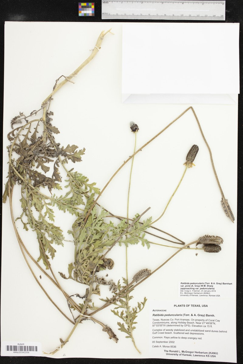 Ratibida peduncularis var. picta photo 3