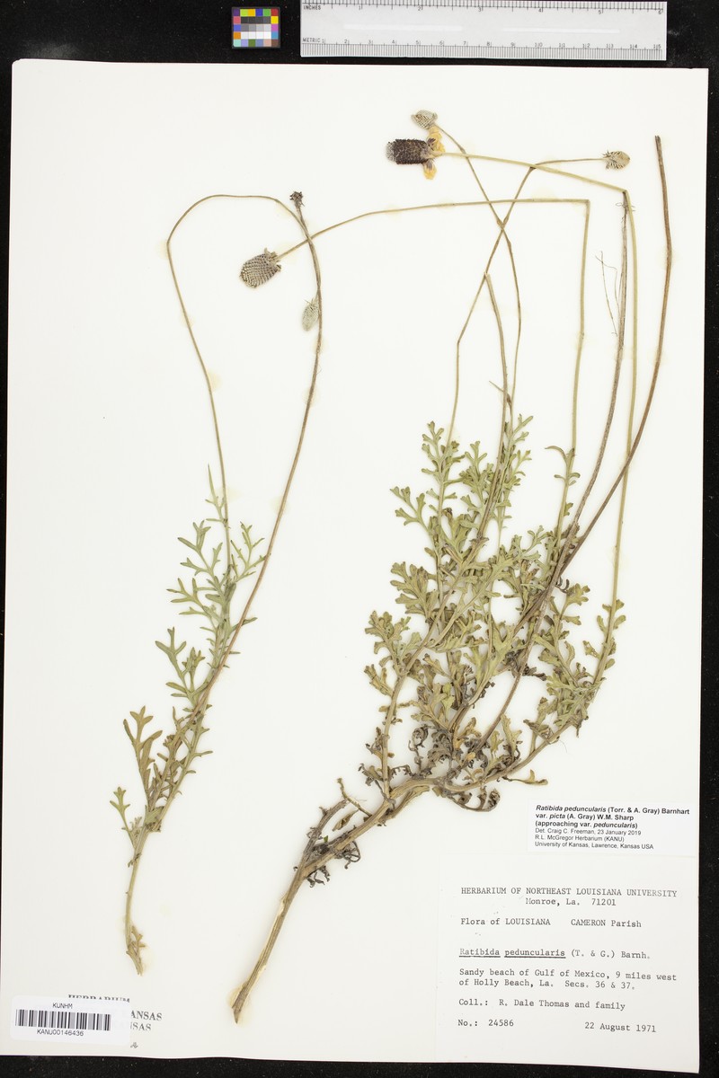 Ratibida peduncularis var. picta photo 4