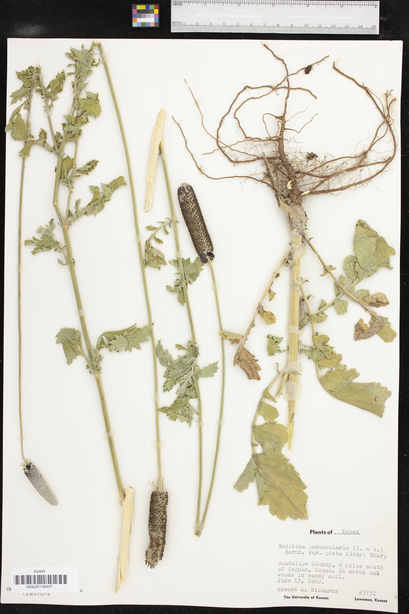 Ratibida peduncularis var. picta photo 5